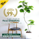 【あす楽】IKEA イケア 人工観葉植物 室内 屋外用 ドラセナ 23cm m20548635 FEJKA フェイカ 花 ガーデン 観葉植物 造花 フェイクグリーン おしゃれ シンプル 北欧 かわいい