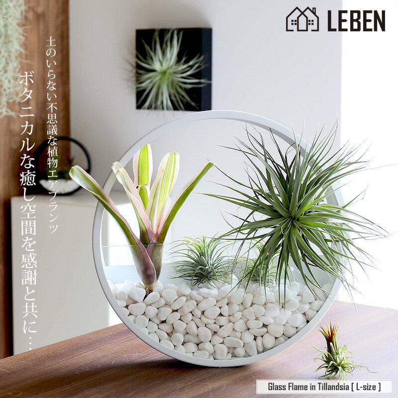 [名入れギフト プレゼント 植物] Glass Flame in Tillandsia [ Lサイズ ] 壁掛け ガラス鉢 寄せ植え エアープランツ エアプランツ 観葉植物 母の日 母 お誕生日 プレゼント高級 おしゃれ お祝い 還暦祝い 古希 喜寿 米寿 長寿[ap]