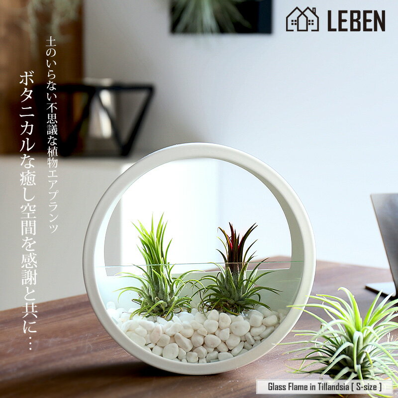 10%OFFݥ50ΤĤ[̾ ե ץ쥼 ʪ] Glass Flame in Tillandsia [ S ] ɳݤ 饹ȭ 󤻿 ץ ץ տʪ   ץ쥼ȹ  ˤ ˤ Ŵ  Ƽ Ĺ[ap]