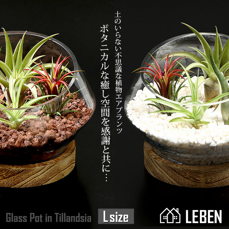  木製台座付き　Glass Pot in Tillandsia  ガラス鉢 寄せ植え エアープランツ エアプランツ 観葉植物 母の日 母 お誕生日 プレゼント高級 おしゃれ お祝い 敬老の日