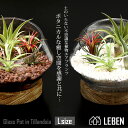 名入れギフト プレゼント 植物 木製台座付き Glass Pot in Tillandsia Lサイズ ガラス鉢 寄せ植え エアープランツ エアプランツ 観葉植物 母の日 母 お誕生日 プレゼント高級 おしゃれ お祝い 敬老の日 ap