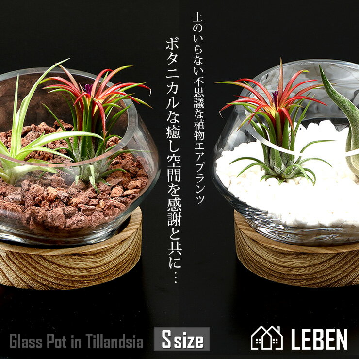 [名入れギフト プレゼント 植物] 木製台座付き　Glass Pot in Tillandsia [ Sサイズ ] ガラス鉢 寄せ植え エアープランツ エアプランツ 観葉植物 母の日 母 お誕生日 プレゼント高級 おしゃれ お祝い 敬老の日[ap]