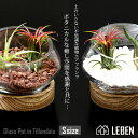 【10%OFFクーポン！5と0のつく日】[名入れギフト プレゼント 植物] 木製台座付き　Glass Pot in Tillandsia [ Sサイズ ] ガラス鉢 寄せ植え エアープランツ エアプランツ 観葉植物 母の日 母 お誕生日 プレゼント高級 おしゃれ お祝い 敬老の日[ap]