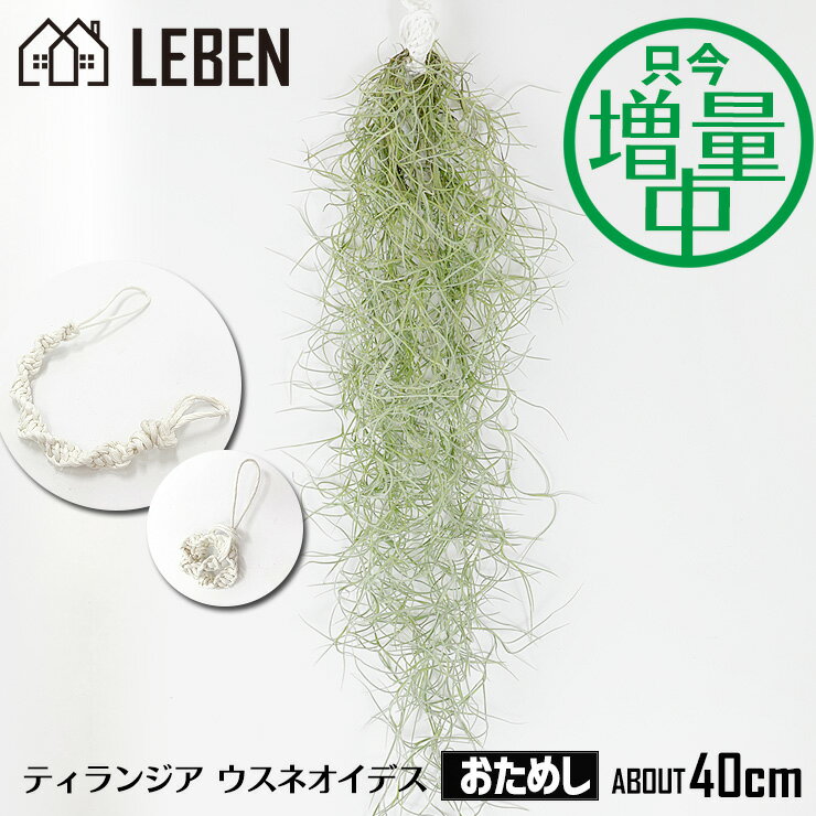 おためし　ウスネオイデス  約40cm スパニッシュモス エアープランツ エアプランツ 観葉植物 ティランジア チランジア