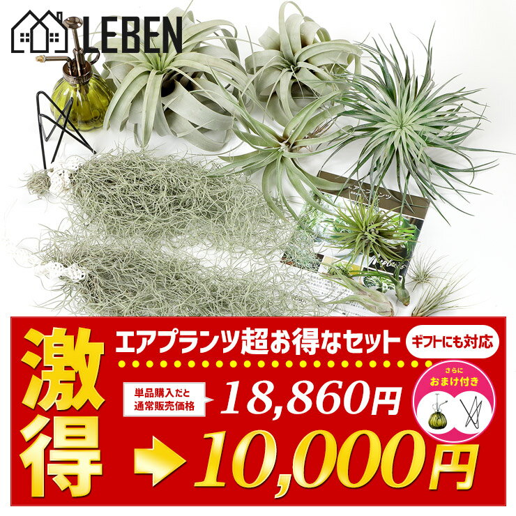 ★★半額★エアプランツ 10個セット  エアープランツ エアプランツ 観葉植物 ティランジア チランジア 壁掛け 吊り下げ インテリア 誕生日 ギフト ハンキング