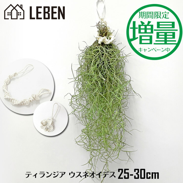 【期間限定！増量中】ウスネオイデス [1束] 25〜30cm スパニッシュモス エアープランツ エアプランツ 観葉植物 ティランジア チランジア 壁掛け 吊り下げ インテリア 誕生日 ギフト 丈夫 人気 育てやすい【ゆうパケット 送料無料】