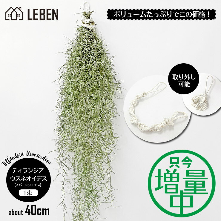 ウスネオイデス [1束] 40〜50cm スパニッシュモス エアープランツ エアプランツ 観葉植物 ティランジア チランジア 壁掛け 吊り下げ インテリア 誕生日 ギフト 丈夫 人気 育てやすい