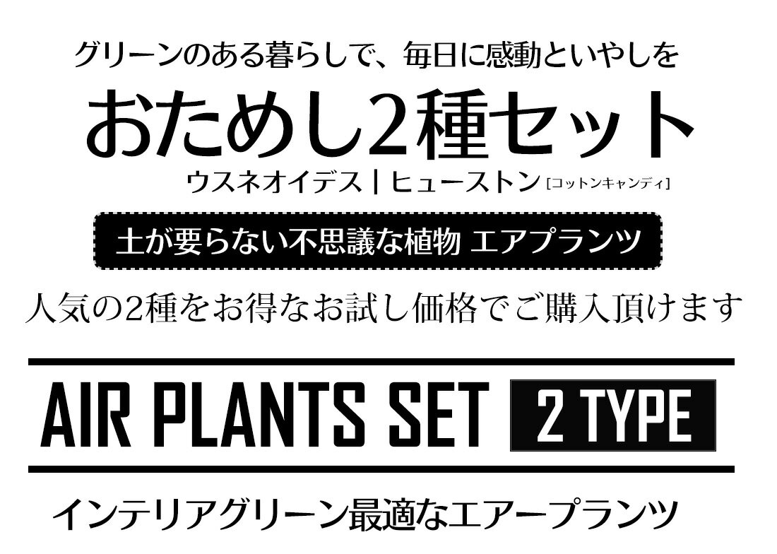 楽天市場 只今増量中 エアプランツ セット おためしセット 2種 ウスネオイデス ヒューストン コットンキャンディ エアープランツ エアプランツ 観葉植物 ティランジア チランジア 壁掛け 吊り下げ インテリア 人気 ハンキング リーベン ヨーロッパの暮らし 4ページ 楽天市場 只今増量中 エアプランツ セット おためしセット 2種 ウスネオイデス ヒューストン コットンキャンディ エアープランツ エアプランツ 観葉植物 ティランジア チランジア 壁掛け 吊り下げ インテリア 人気 ハンキング リーベン ヨーロッパの暮らし 4ページ