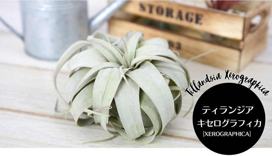 エアープランツが枯れる3つの原因と日当たりや水やり 冬越しについて 植物のタナログ エアープランツが枯れる3つの原因と日当たりや水やり 冬越しについて 植物のタナログ