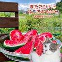 猫 おもちゃ オモチャ またたび ま