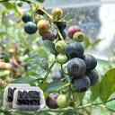 【予約販売7月中旬頃より出荷予定】国産 生食用手摘みブルーベリー 300g (150g×2パック) ラビットアイ 岐阜県揖斐川町産 廣瀬ファーム 農家直送 採れ...