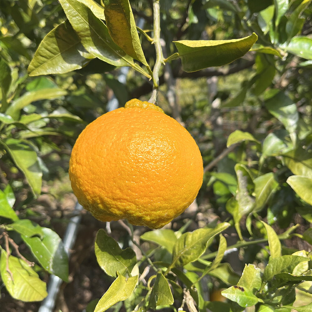国産 みかん 不知火 -しらぬい- デコポンと同品種 2kg 果実 果物 岐阜県揖斐川町産 廣瀬ファーム 農家直送 ノーワックス 農薬不使用 無..