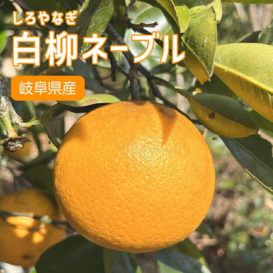 国産オレンジ 5kg 白柳ネーブル 果実 果物 岐阜県揖斐川町産 廣瀬ファーム 農家直送 ノーワックス 農薬..