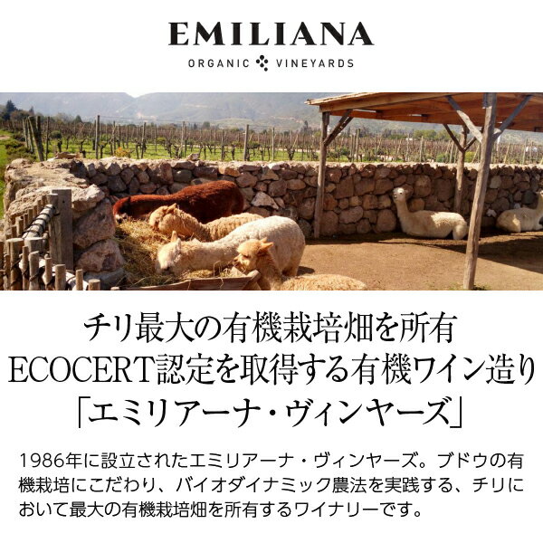 【よりどり6本以上送料無料】 エミリアーナ ヴ...の紹介画像2