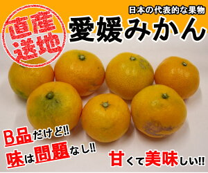 みかん 訳あり 送料無料 5kg B品 愛媛 みかん 温州みかん ミカン 蜜柑 安い 甘い 箱買い 産地直送 愛媛県産
