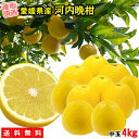 河内晩柑 中玉 4kg 送料無料 ご家庭用 箱買い みかん 柑橘 フルーツ 果物 産地直送 愛媛県産 YDF-016