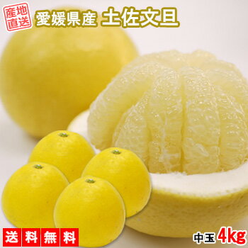 土佐文旦 中玉 4kg 送料無料 文旦 ご家庭用 箱買い サイズミックス みかん 柑橘 フルーツ 果物 産地直送 愛媛県産 YDF-007のサムネイル