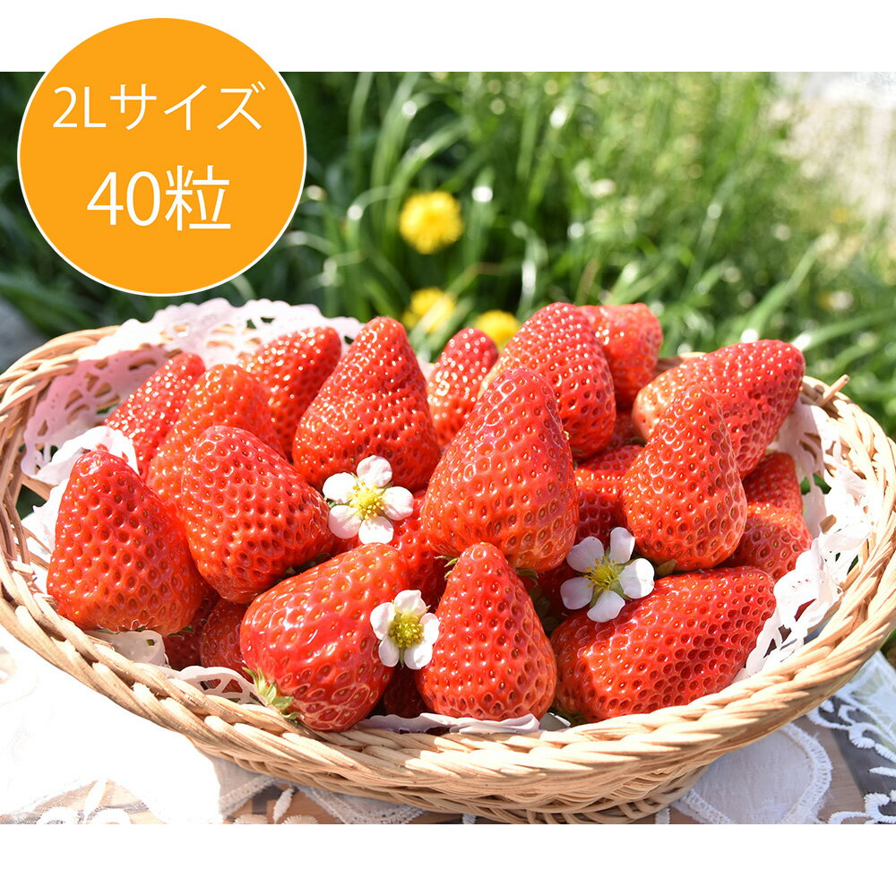 いちご おいしいいちご　紅ほっぺ 2L(40粒)　約600g　お届け期間~5月31日　お届け指定日不可　一部離島お届け不可 お届け日指定不可　※一部の離島につきましては配送不可です　※キャンセル不可です　ご了承ください