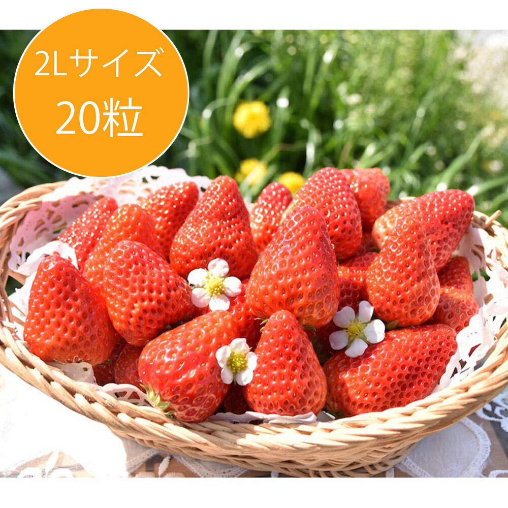 いちご おいしいいちご　紅ほっぺ 2L(20粒)　約300g　お届け期間~5月31日　お届け指定日不可　一部離島お届け不可 お届け日指定不可　※一部の離島につきましては配送不可です　※キャンセル不可です　ご了承ください