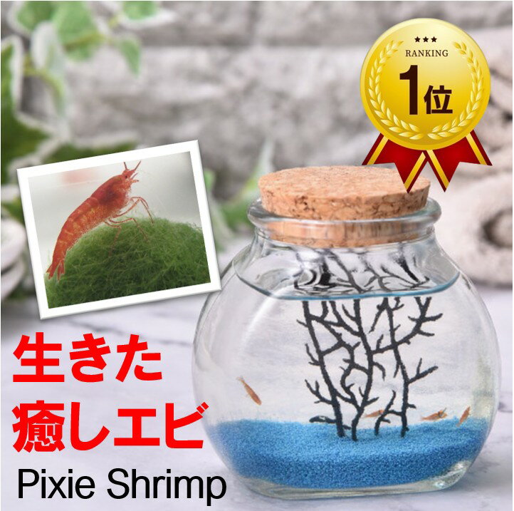 ���������ӡ�[�ԥ������������]����/��Ǯ�ӵ� ������� ���åȡ����饻�åȡ��������ꥦ�� ���� �Ѿ� ����ƥꥢ ���� �������å� �ϥ磻 �ϥ磻���� ��...