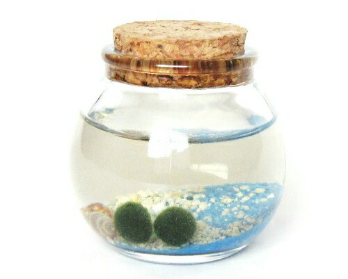 星の砂まりも 青☆まりも マリモ 毬藻 水草 アクアリウム インテリアグッズ 癒しグッズ インテリア 初心者 手軽 癒し かわいい オシャレ☆のサムネイル