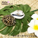 タイガーカウリーシェル フラ フラダンス 楽器 ハワイ ハワイアン TIGER COWRY プープー プープーシェル
