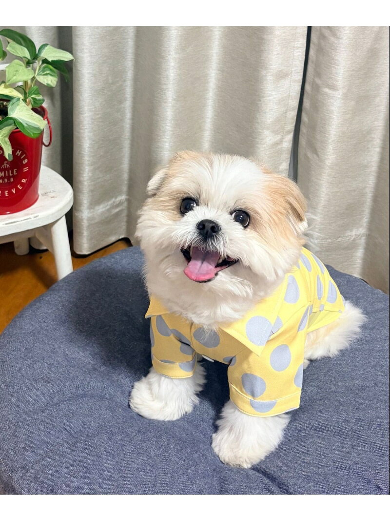 Rakuten - 【PET】ドットポケットシャツ LEPSIM レプシィム ペット用品 ペットウェア・ペット服 イエロー オレンジ【送料無料】[Rakuten Fashion]