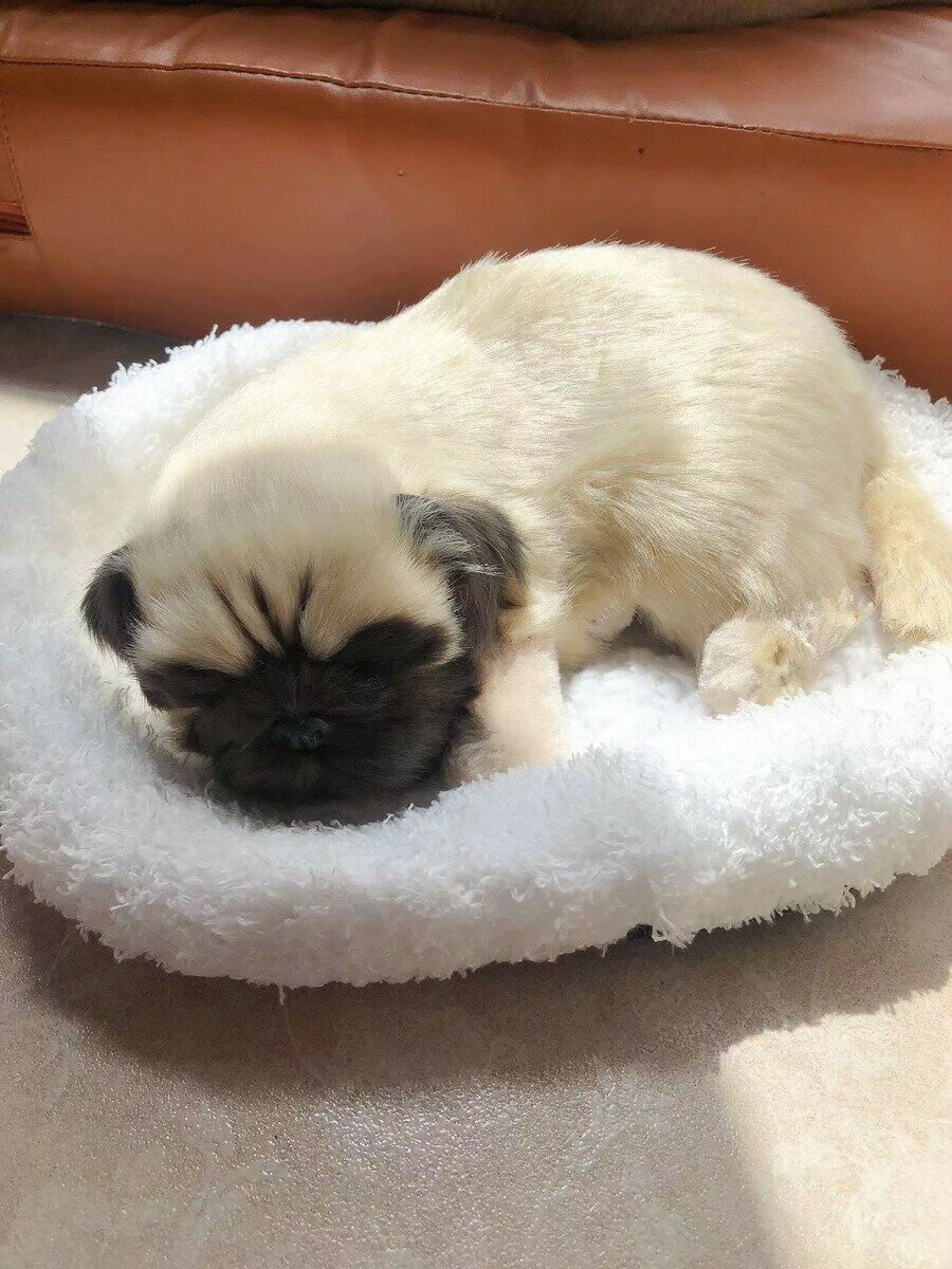 �ѥ������ؾ�����ʪ PUG �����ѥ����ߡ����䤷