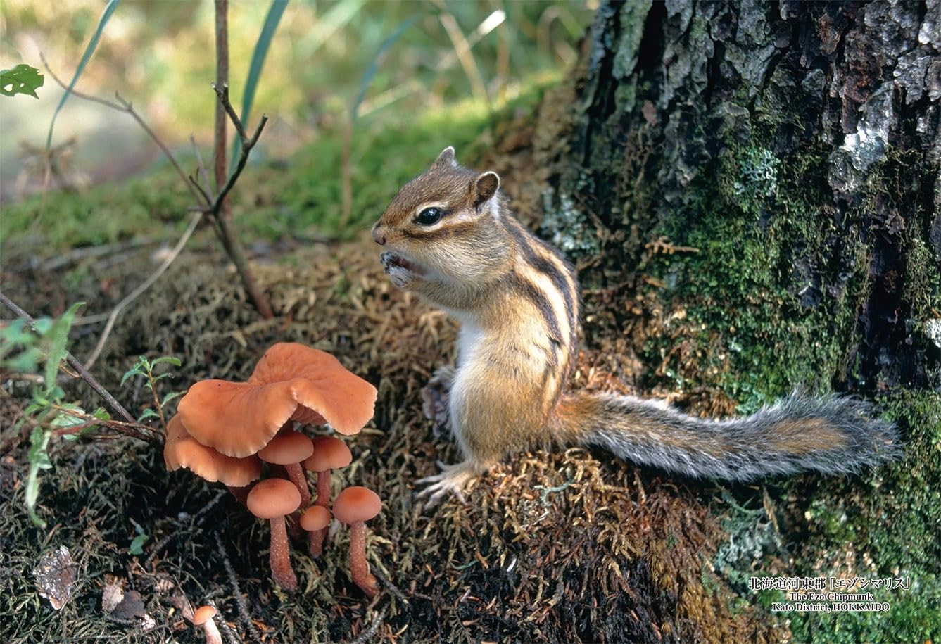 キューティーズ(Cuties) 【日本製】 300ピース ジグソーパズル 日本の都市83 北海道河東郡「エゾシマリス」 (26x38cm) 300-439 のり付き スポンジ付き