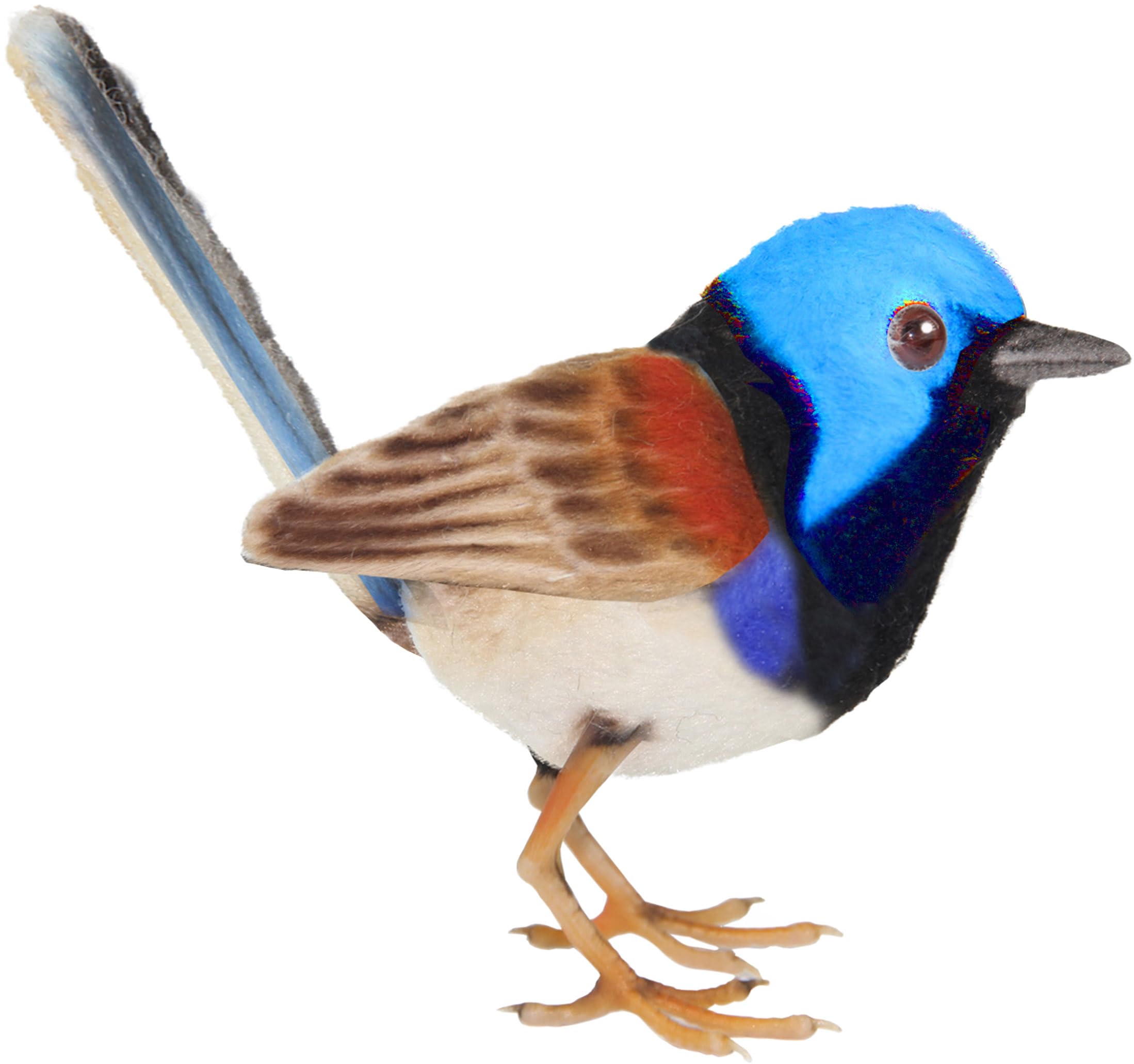 BH8410 HANSA ムナグロオーストラリアムシクイ 12