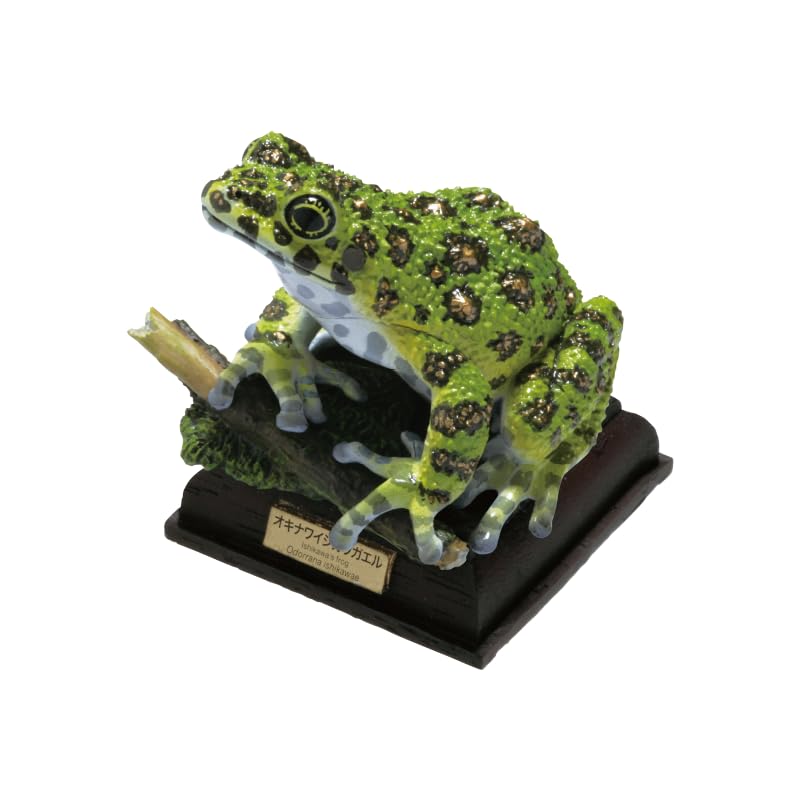 ネイチャーテクニカラー 日本のカエル 特装版 オキナワイシカワガエル ガチャガチャ カプセルトイ