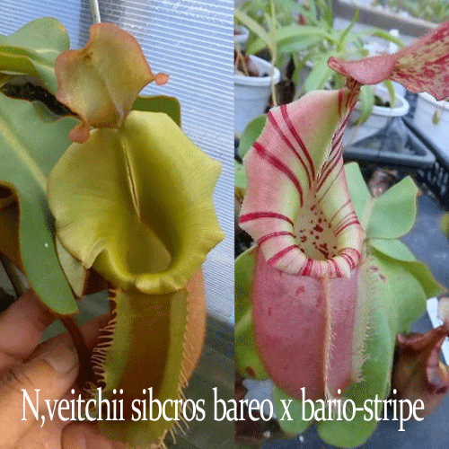 食虫植物 ネペンテス ビーチ シブクロス バレオxバリオ-ストライプ リベラルファーム オリジナル交配