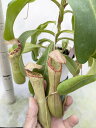 食虫植物 ネペンテス クリペアタ×ベントリコーサ ♀