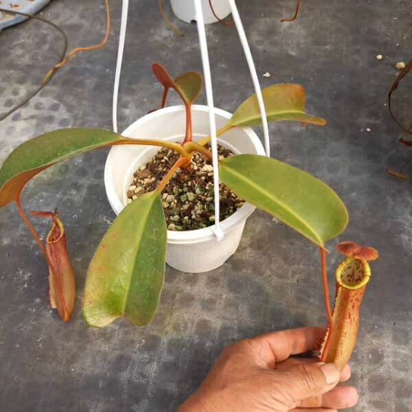Truncata 送料無料 花 観葉植物 Nepenthes 激レア Peltata ストライプタイプ 激レア現物商品 リベラルファーム 観葉植物 食虫植物 ネペンテス トランカータｘペルタタ 観葉植物 X