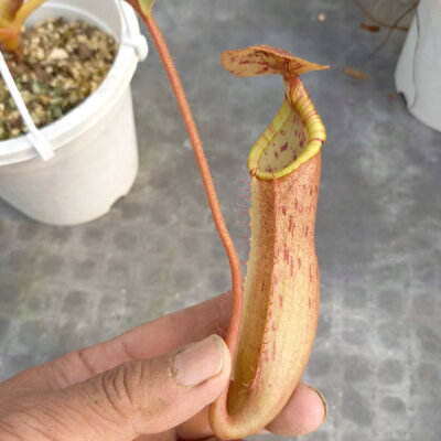 Truncata 送料無料 花 観葉植物 Nepenthes 激レア Peltata ストライプタイプ 激レア現物商品 リベラルファーム 観葉 植物 食虫植物 ネペンテス トランカータxペルタタ 観葉植物 X Truncata 送料無料 花 観葉植物 Nepenthes 激レア Peltata ストライプタイプ 激レア現物商品 リベラルファーム 観葉 植物 食虫植物 ネペンテス トランカータxペルタタ 観葉植物 X