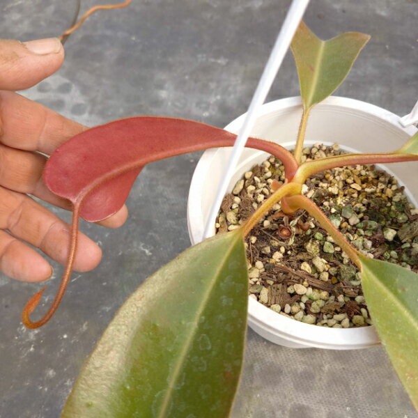 Truncata 送料無料 花 観葉植物 Nepenthes 激レア Peltata ストライプタイプ 激レア現物商品 リベラルファーム 観葉植物 食虫植物 ネペンテス トランカータｘペルタタ 観葉植物 X