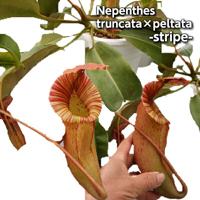Truncata 送料無料 花 観葉植物 Nepenthes 激レア Peltata ストライプタイプ 激レア現物商品 リベラルファーム 観葉植物 食虫植物 ネペンテス トランカータxペルタタ 観葉植物 X Truncata 送料無料 花 観葉植物 Nepenthes 激レア Peltata ストライプタイプ 激レア現物商品 リベラルファーム 観葉植物 食虫植物 ネペンテス トランカータxペルタタ 観葉植物 X