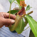 y1_zNepenthes(lowii x bosciana)x veitchii-H/L(k)@i[EBx{bVAijxr[`@EP