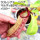 食虫植物 ネペンテス ラフレシアナ ニベア マルディ♯2×ビーチバリオ イエロー ペリストーム コナン