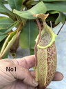 倍食虫植物 ネペンテス ビーチバリオ x ペルタタ コナン
