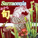 食虫植物　サラセニア 　4.5号鉢