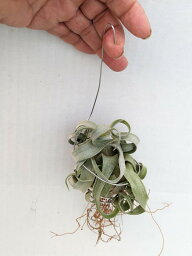 生花 エアプランツ ティランジア　　Tillandsia　streptophylla