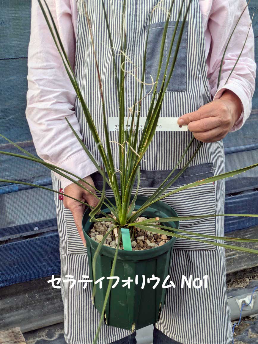 楽天市場】ダシリリオン(観葉植物|花・観葉植物):花 楽天市場】ダシリリオン(観葉植物|花・観葉植物):花