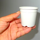 2.5号 シンプルプラスチック鉢