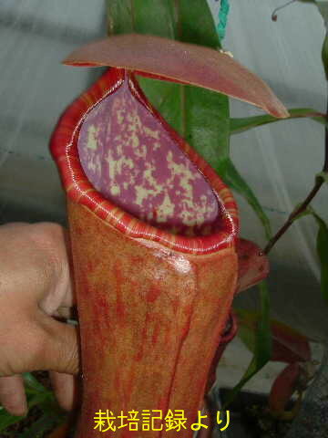 食虫植物　　ネペンテス　ファシー