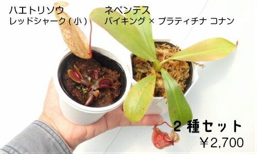 楽天市場 初心者も安心 食虫植物 ネペンテス バイキングxプラティチラ とハエトリソウのセット リベラルファーム 楽天市場 初心者も安心 食虫植物 ネペンテス バイキングxプラティチラ とハエトリソウのセット リベラルファーム