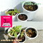 令和2年春新商品 食虫植物3種セット ネペンテス2種から選択+サラセニア+ハエトリソウ