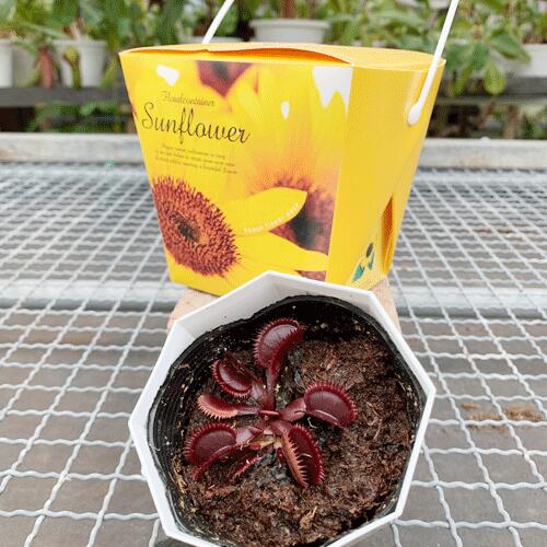 ベランダの虫除けに効果のある人気おすすめなアイテム 植物11選 コレで完璧 Kurashi No