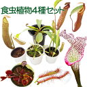 食虫植物4種セット（ネペンテス ボッシアナxビーチ/ハエトリソウ レッドシャーク/ドロセラカペンシス/サラセニア） ミニ温室