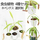 食虫植物4種セット